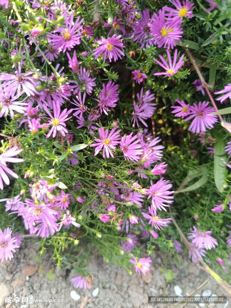 紫色小花绽放生机