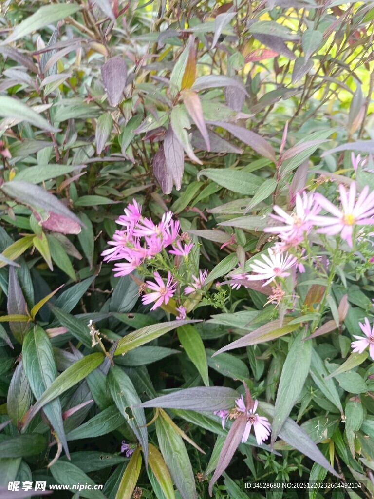 粉色花卉与绿叶植物景观