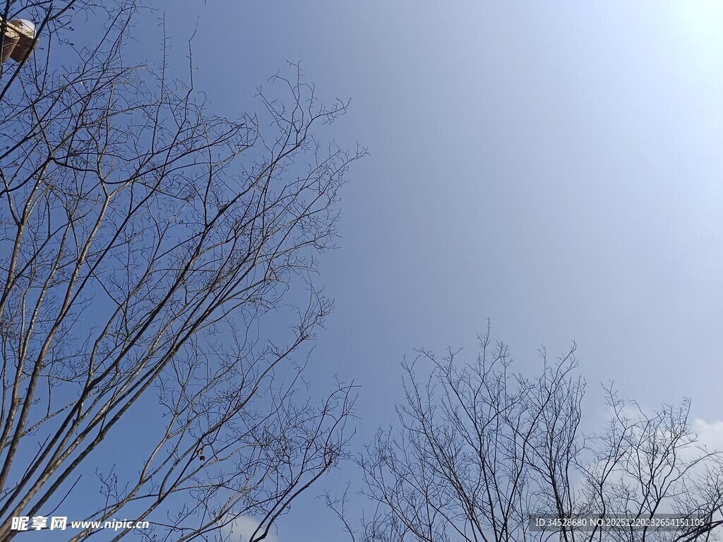 冬日晴空下的光秃树枝