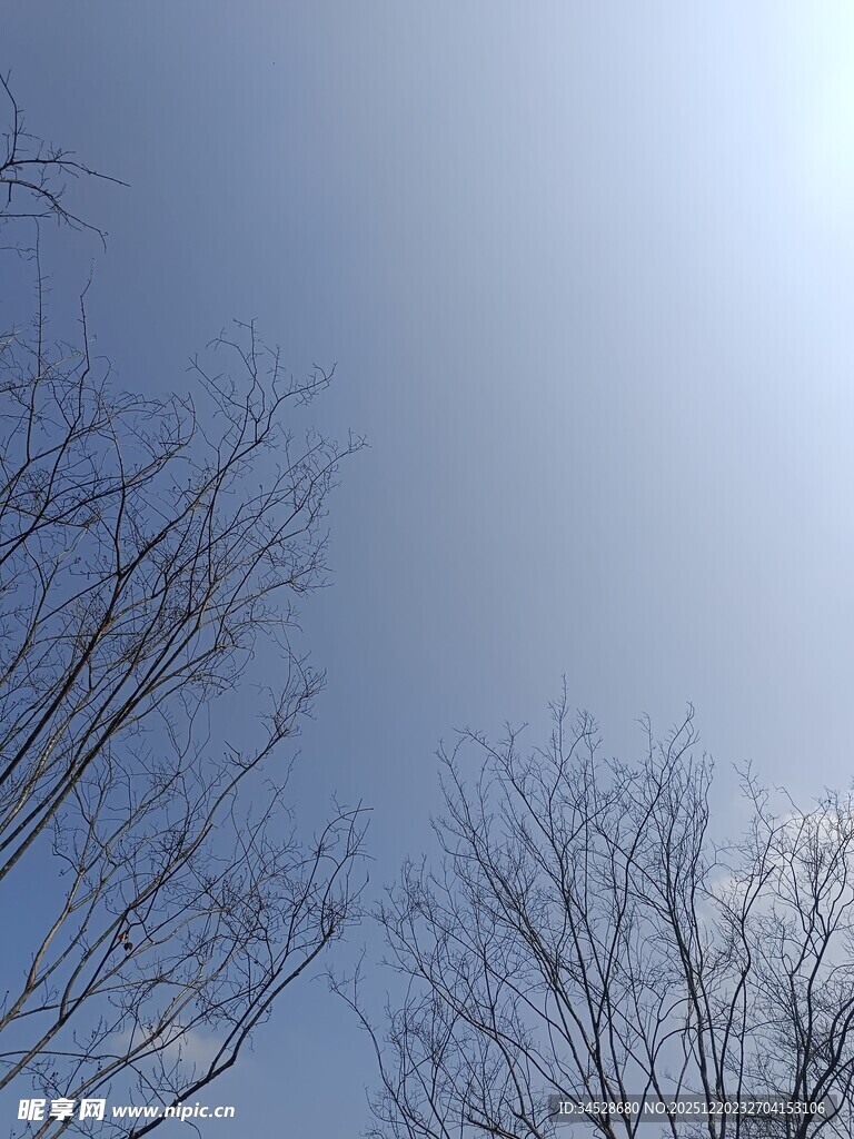 冬日晴空下的光秃树枝