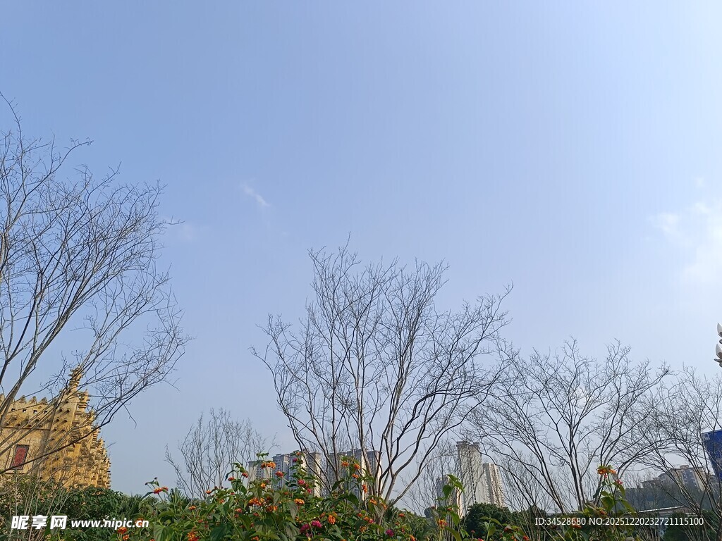 蓝天树木下的景致