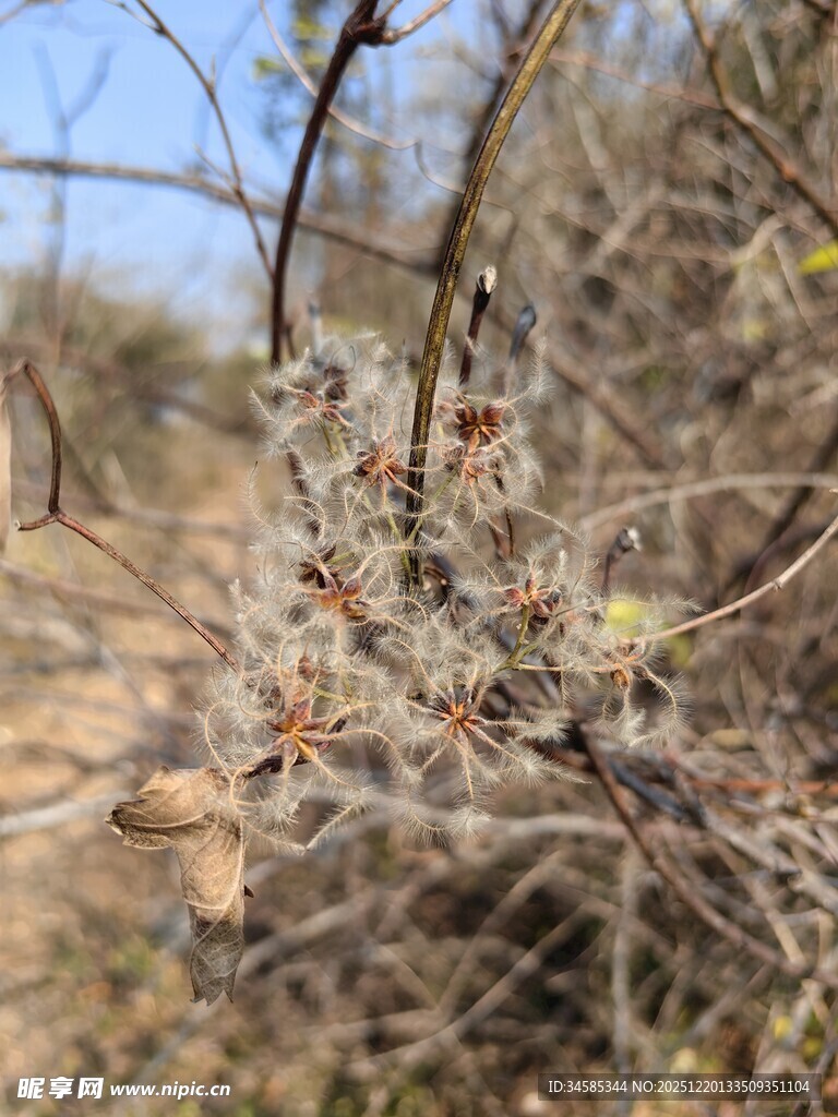 荒野中带苔藓的干枯树枝