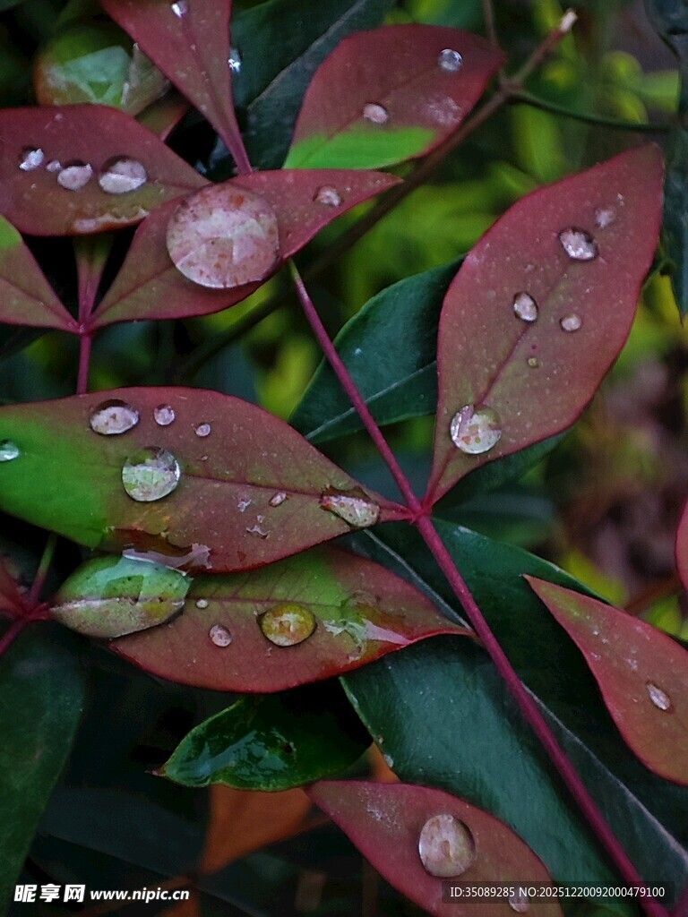 带水珠的红绿叶植物