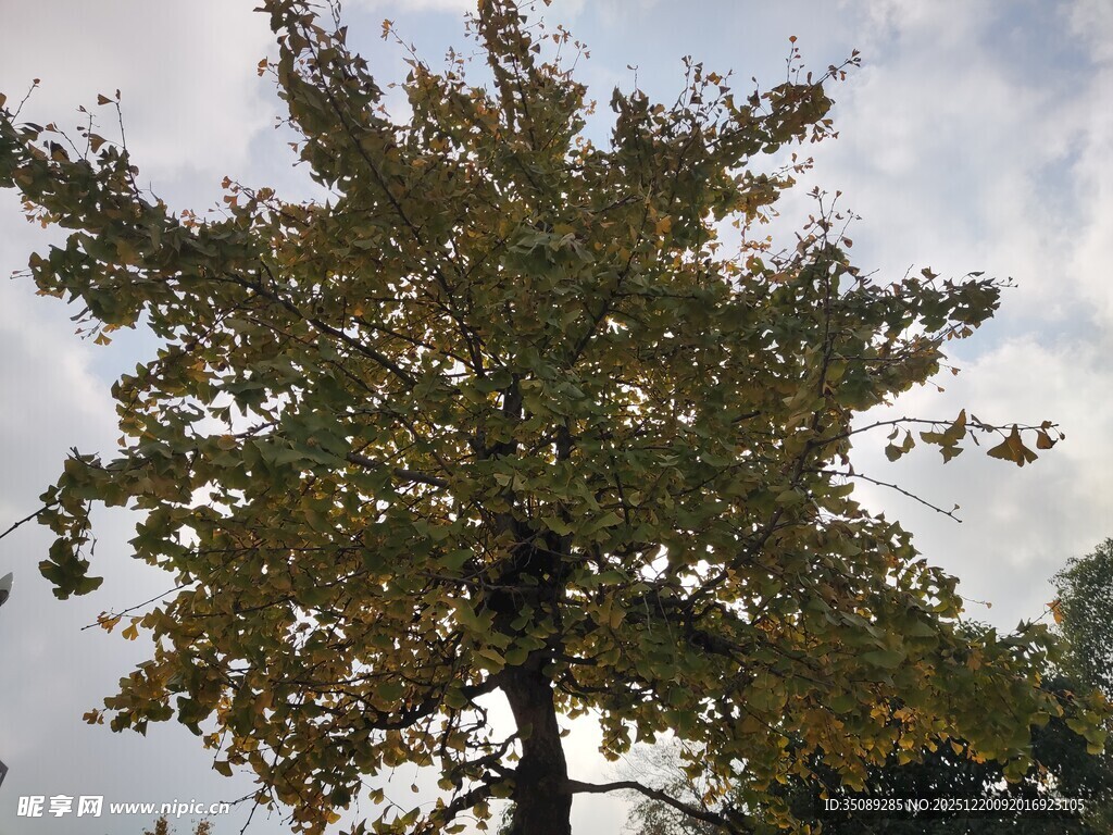 秋日孤树枝叶繁茂