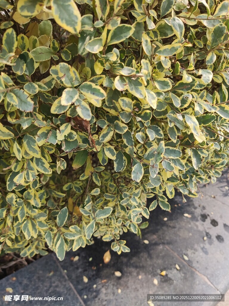 黄绿相间的斑斓植物