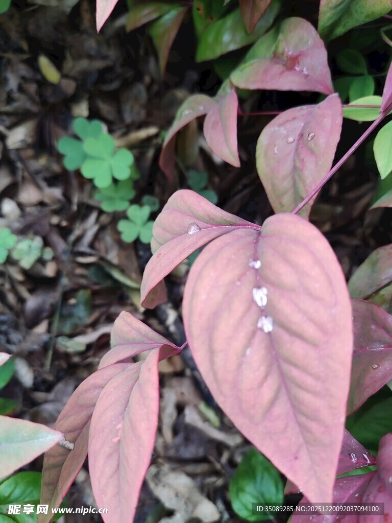 粉色叶片植物特写