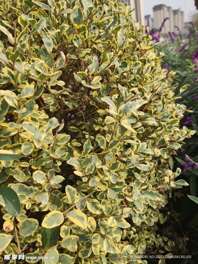 黄绿相间的斑斓植物