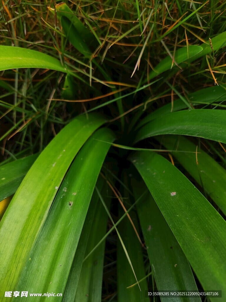 翠绿舒展的阔叶植物