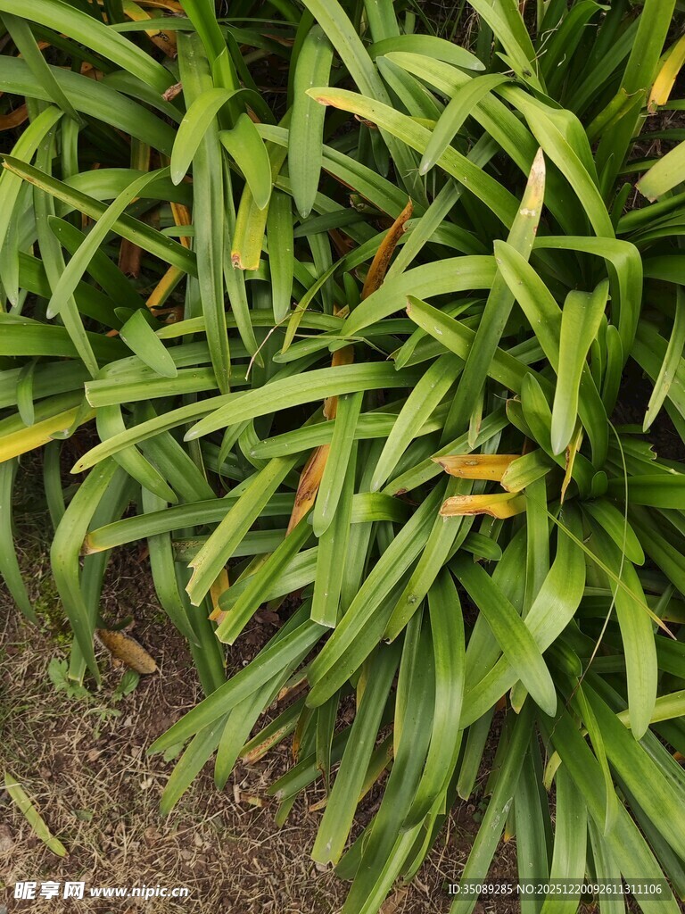 翠绿繁茂的长条状植物叶片
