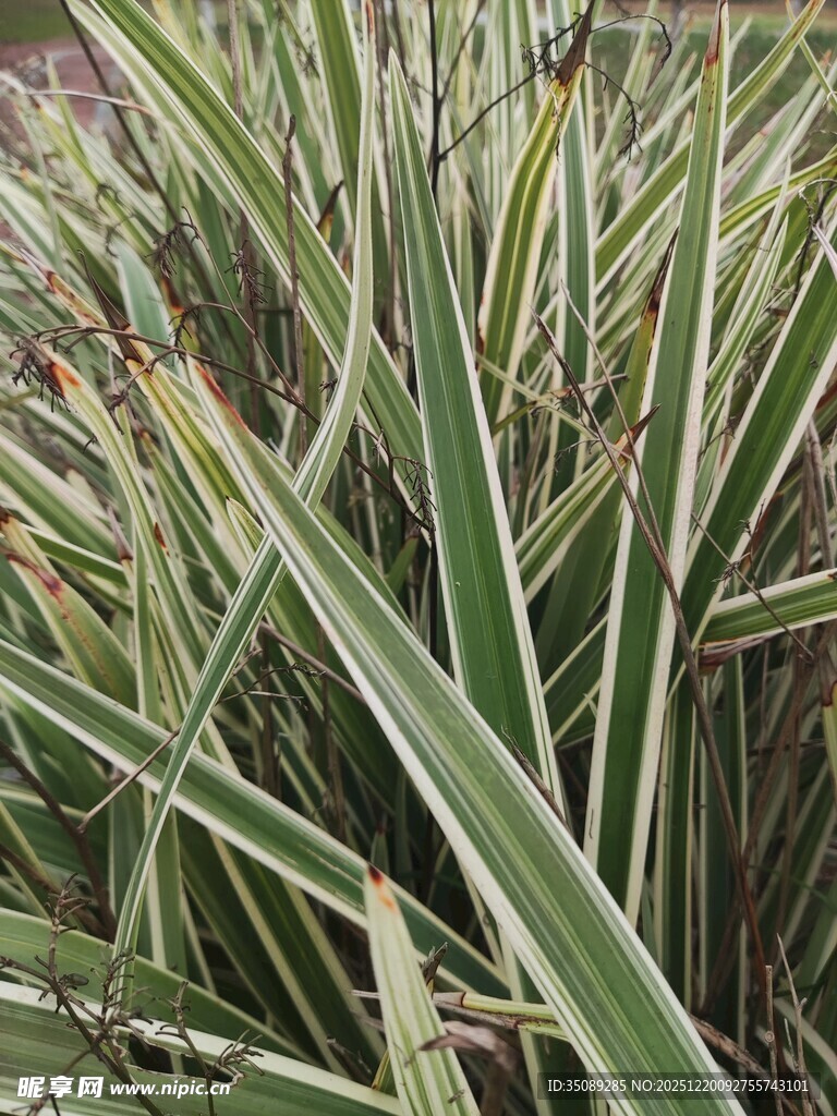 翠绿条纹叶片植物特写