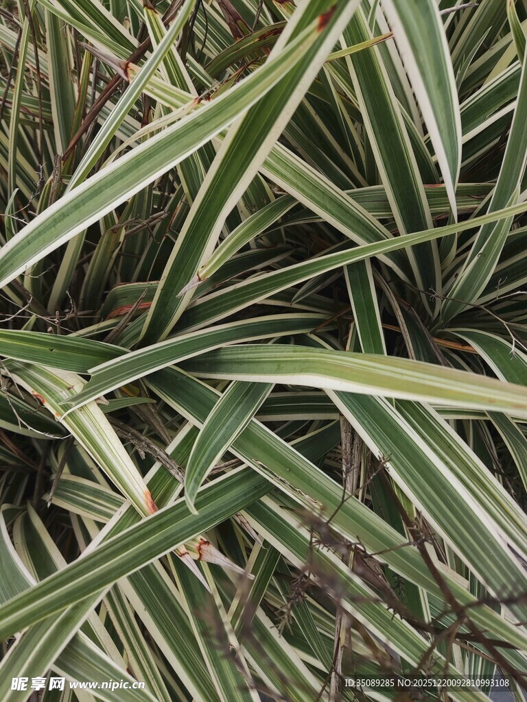 条纹绿叶植物特写