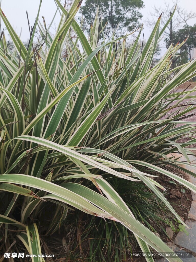 金边麦冬植物特写