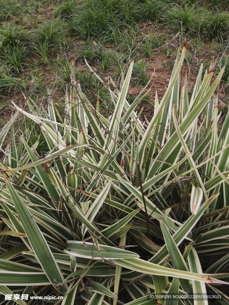 金边麦冬植物特写