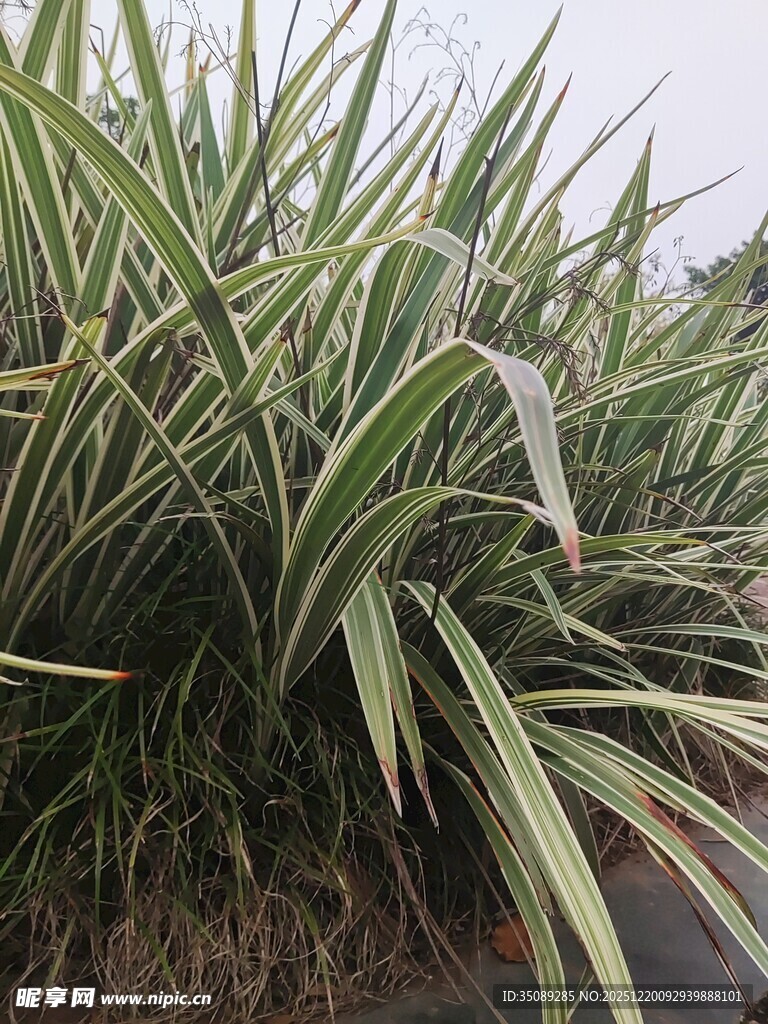金边麦冬植物特写