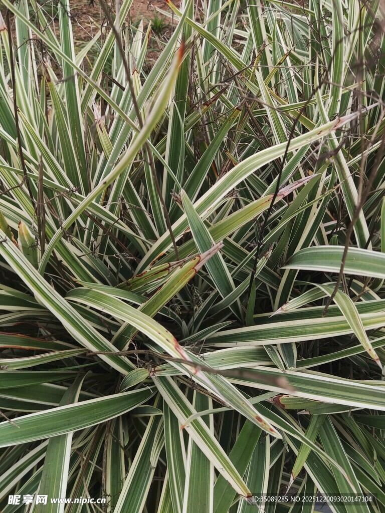 翠绿细长的草叶特写