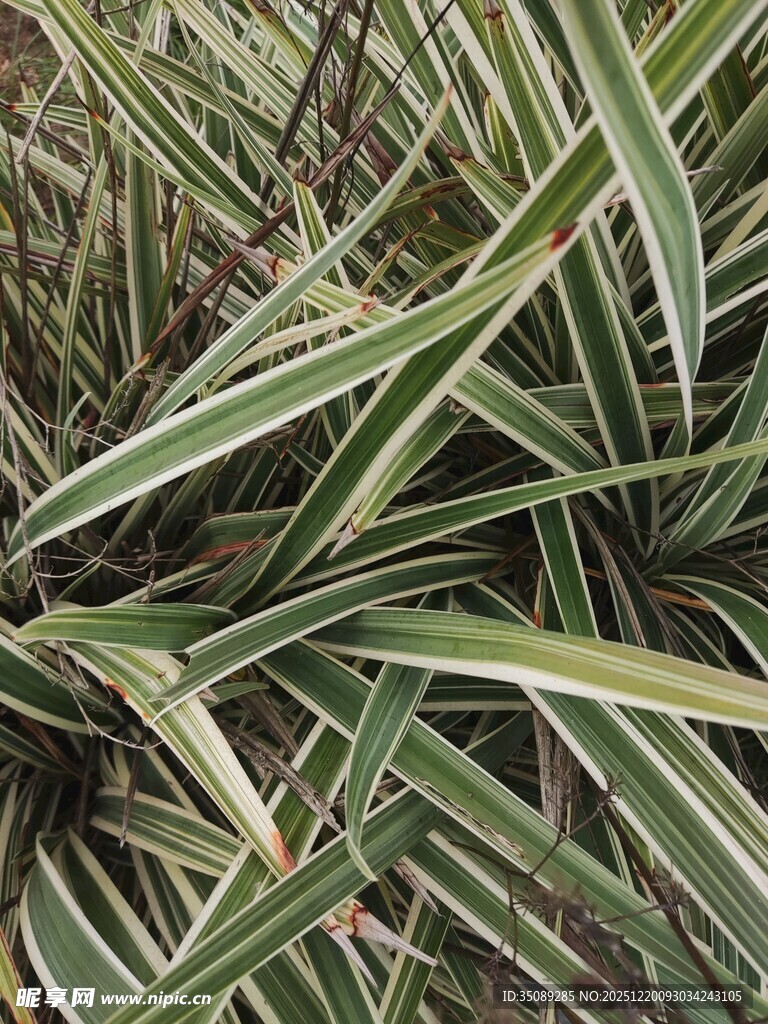 条纹绿叶植物特写