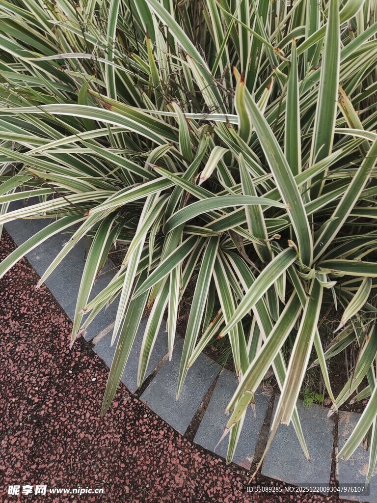 翠绿细叶植物近景