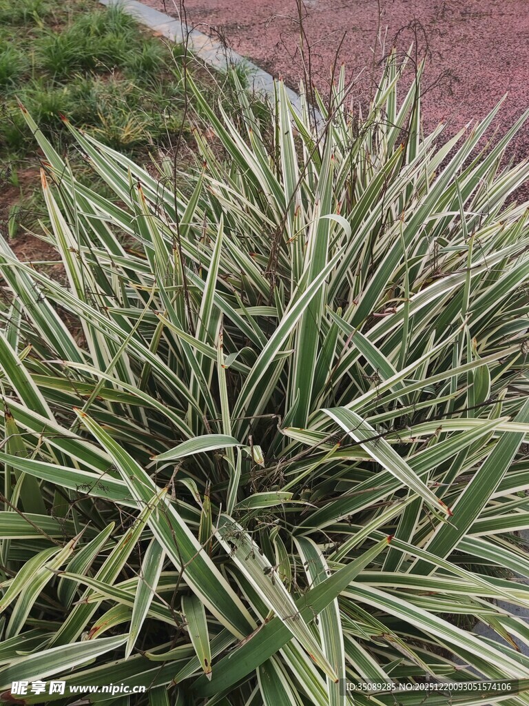 金边麦冬植物特写