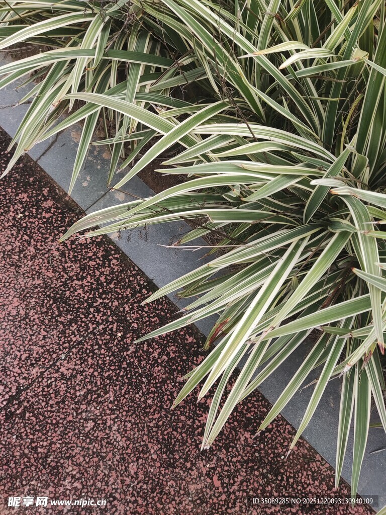 细长叶片的绿植特写