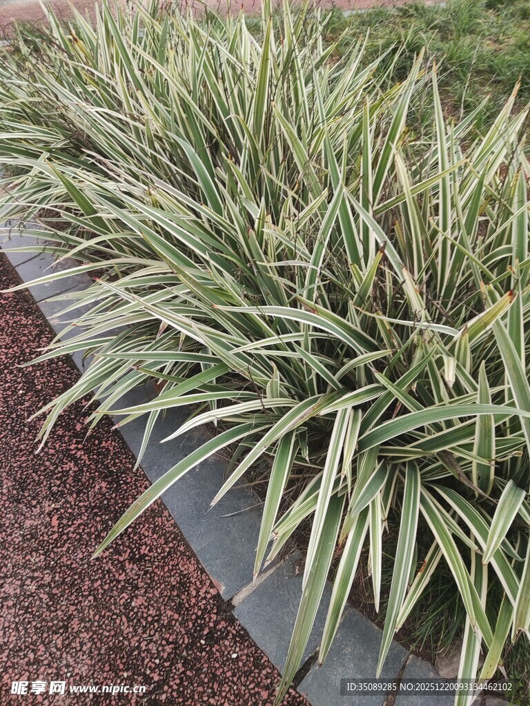 金边麦冬植物景观