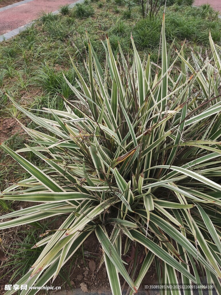 金边麦冬植物特写