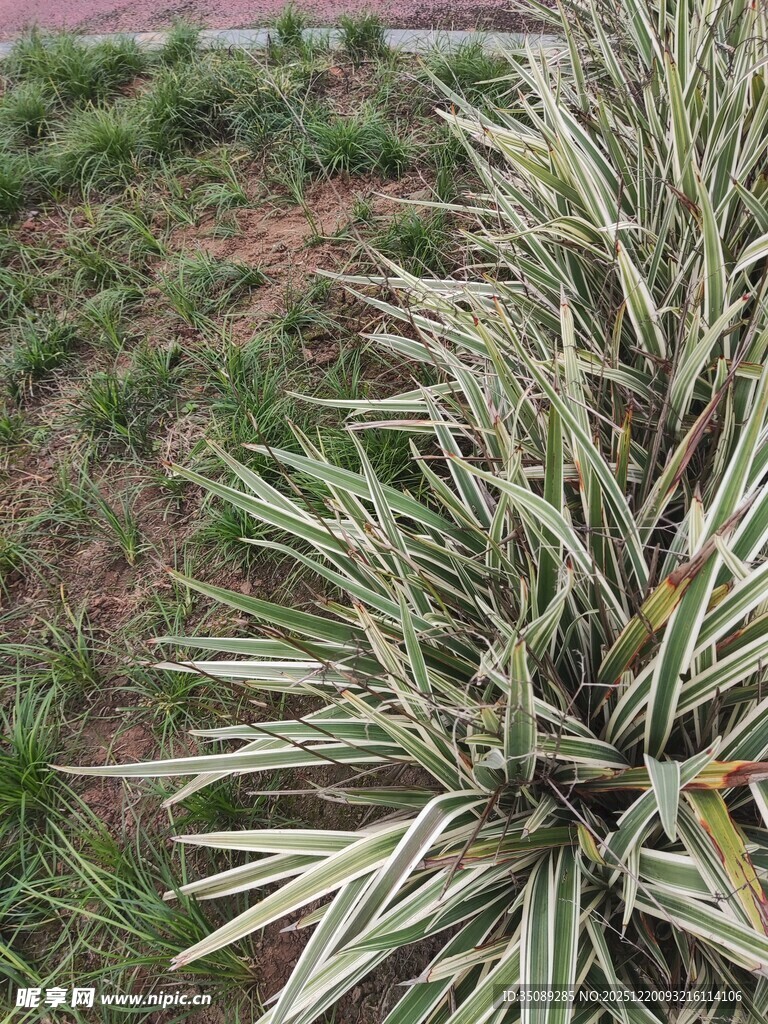带条纹的绿植特写