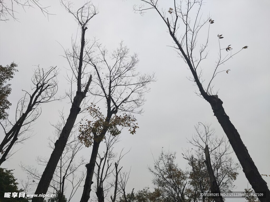 枯树林立的萧瑟景象