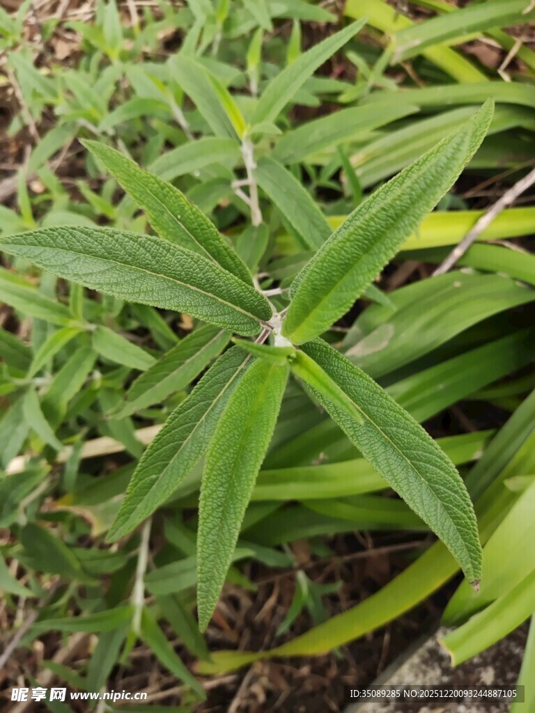 绿色细长叶片的植物