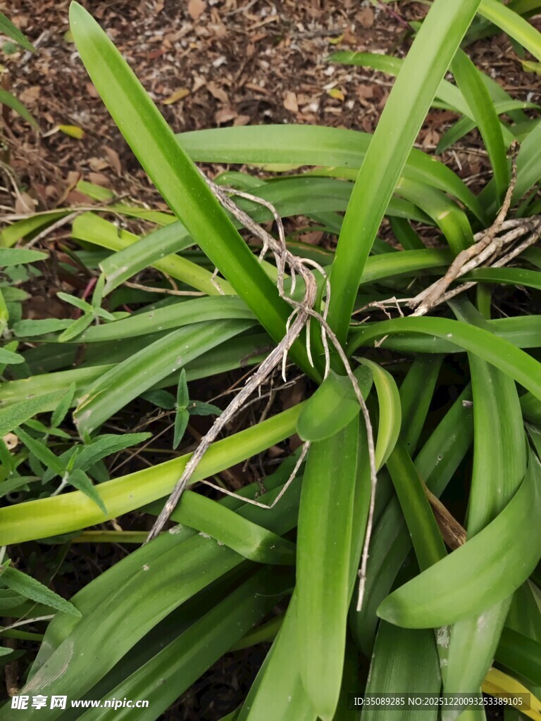 翠绿条纹叶片植物特写