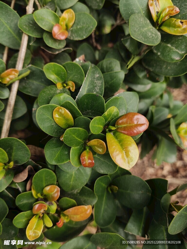 多彩叶片的绿植特写
