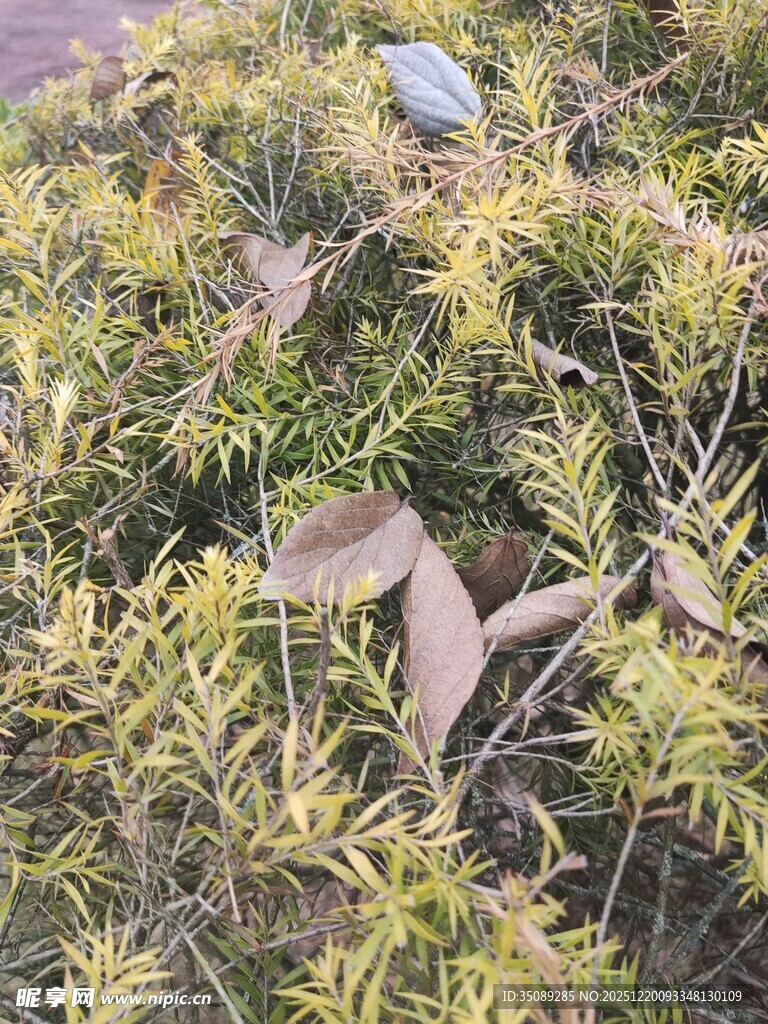 嫩绿枝叶与枯叶交织景象