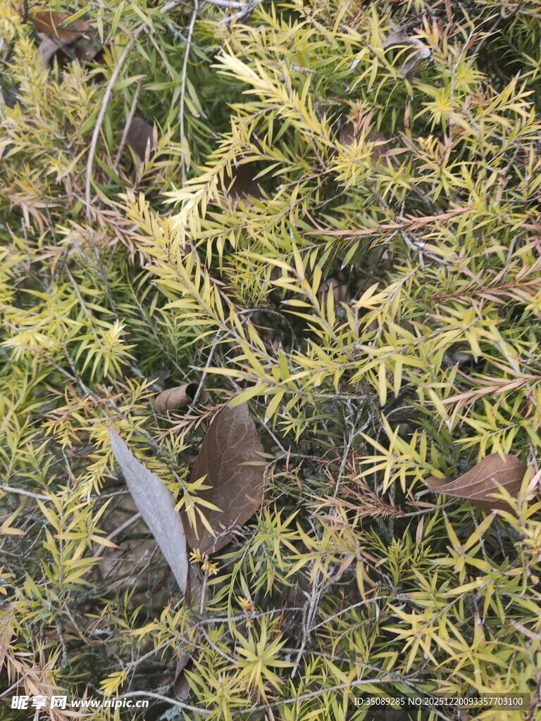 地面上的黄绿植物与枯叶