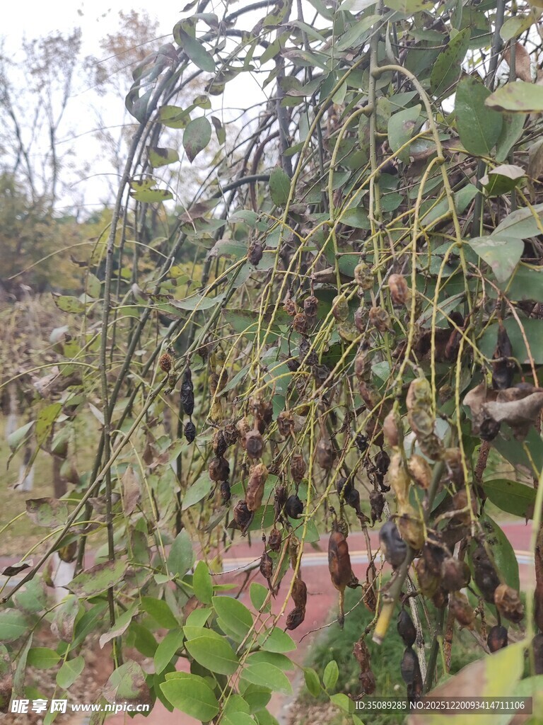 田间生长的豆角植株