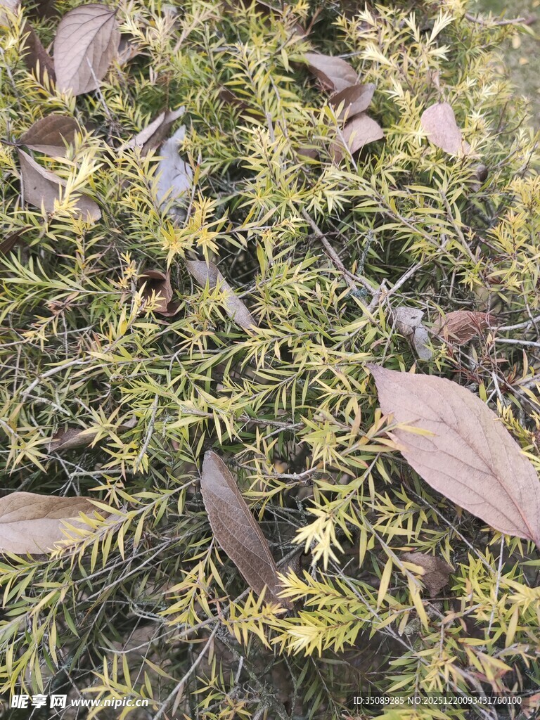 翠绿植物与枯叶交织景象