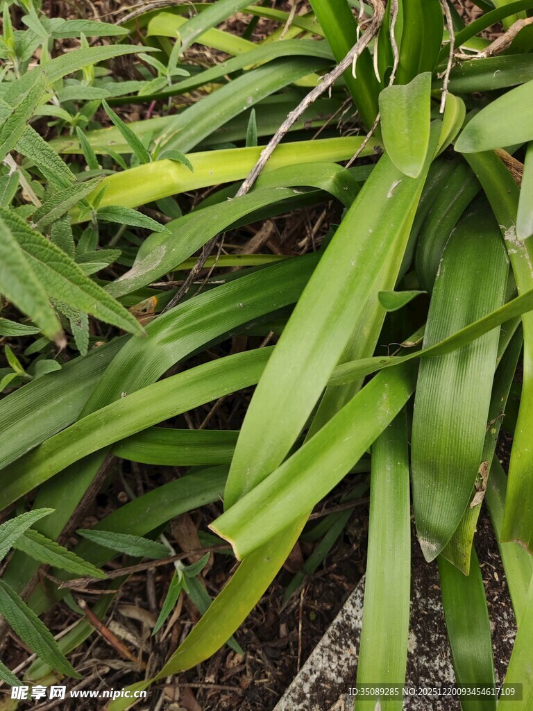 翠绿修长叶片的植物