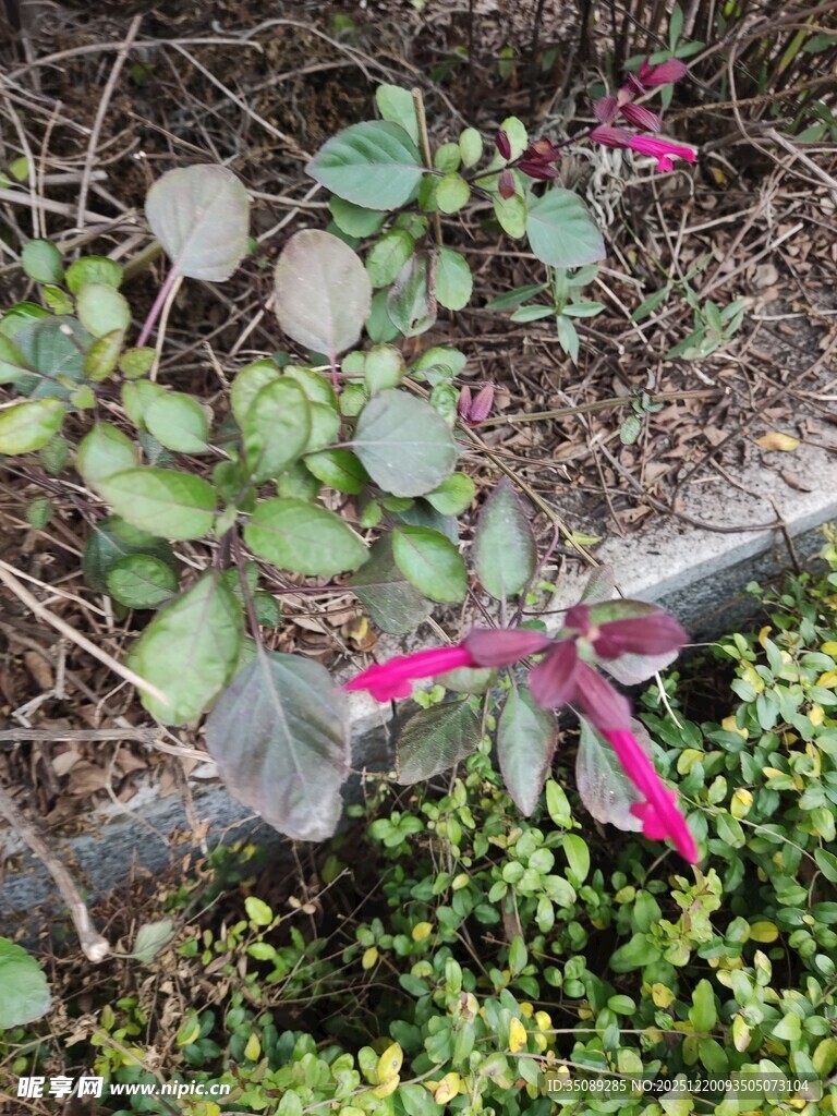 绿叶间绽放的粉色小花