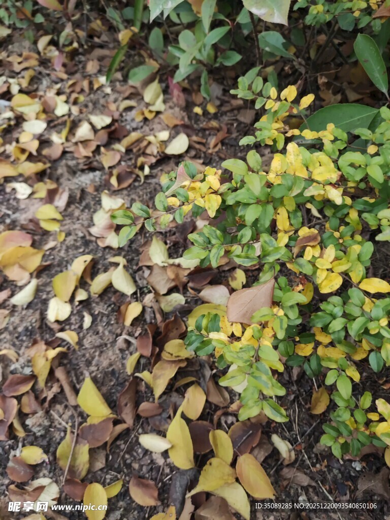 地面上的黄色小花与落叶