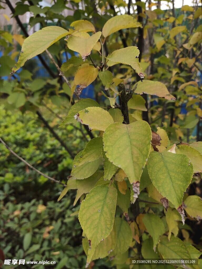 秋日枝头黄绿相间的叶片