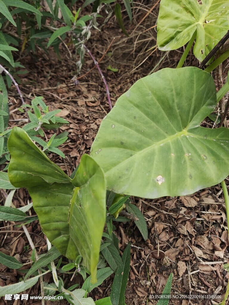 大叶片绿植特写