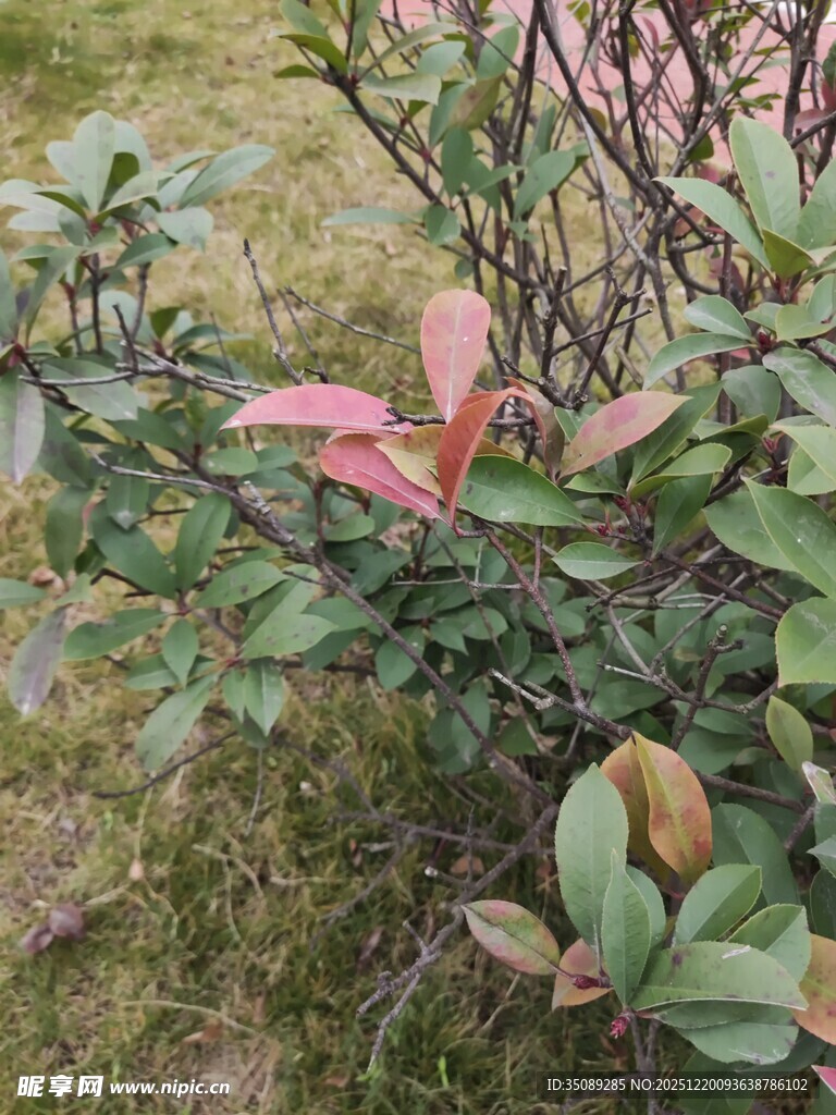 绿叶间的粉红叶植物