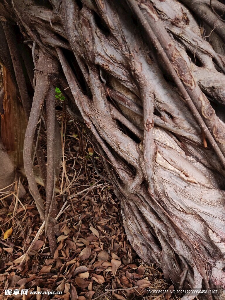 盘根错节的树根纹理