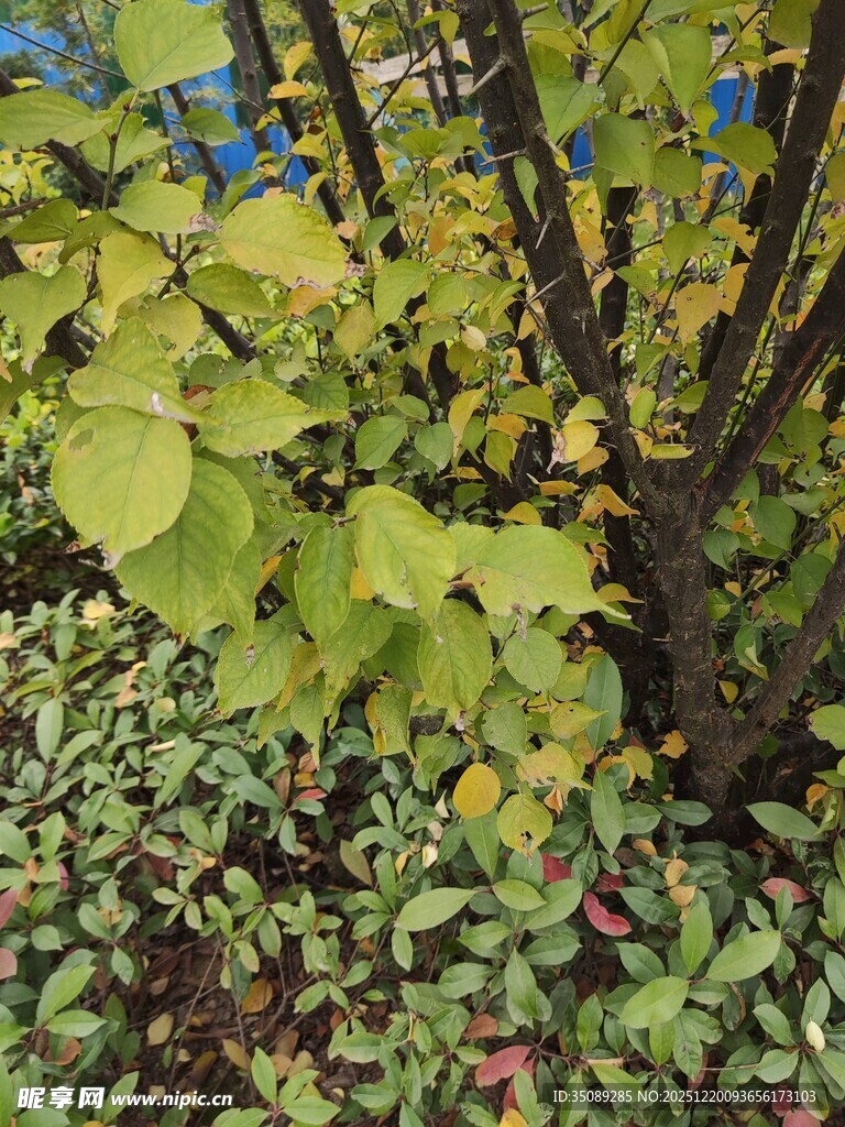 绿叶繁茂的植物景观