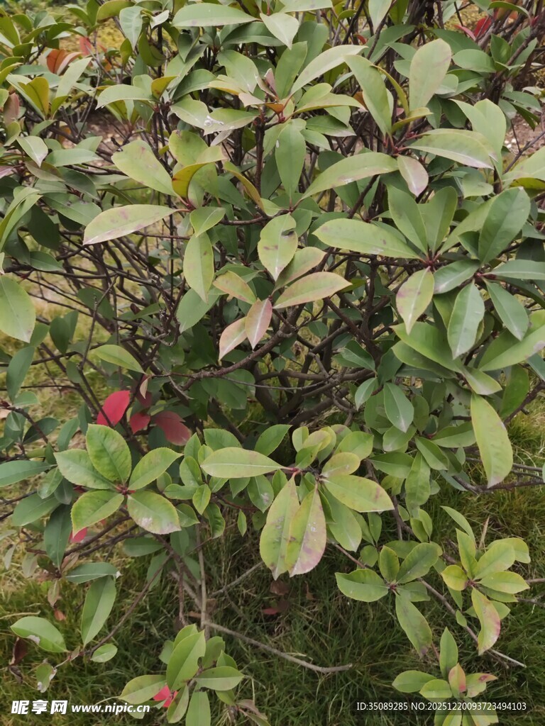 绿叶间的红果植物景观