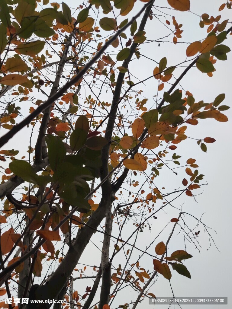 枝头小鸟伴秋叶