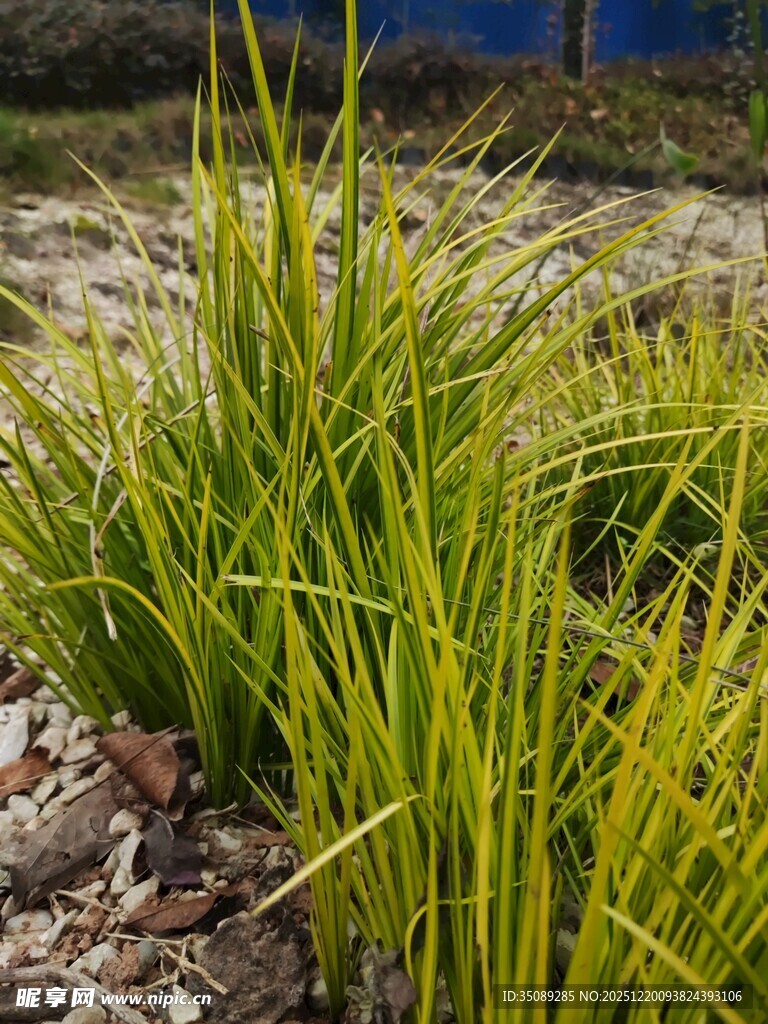 翠绿丛生的观赏草植物