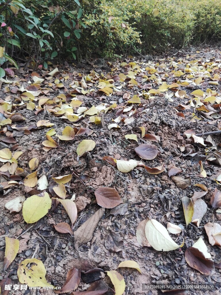 落叶铺就的林间小径