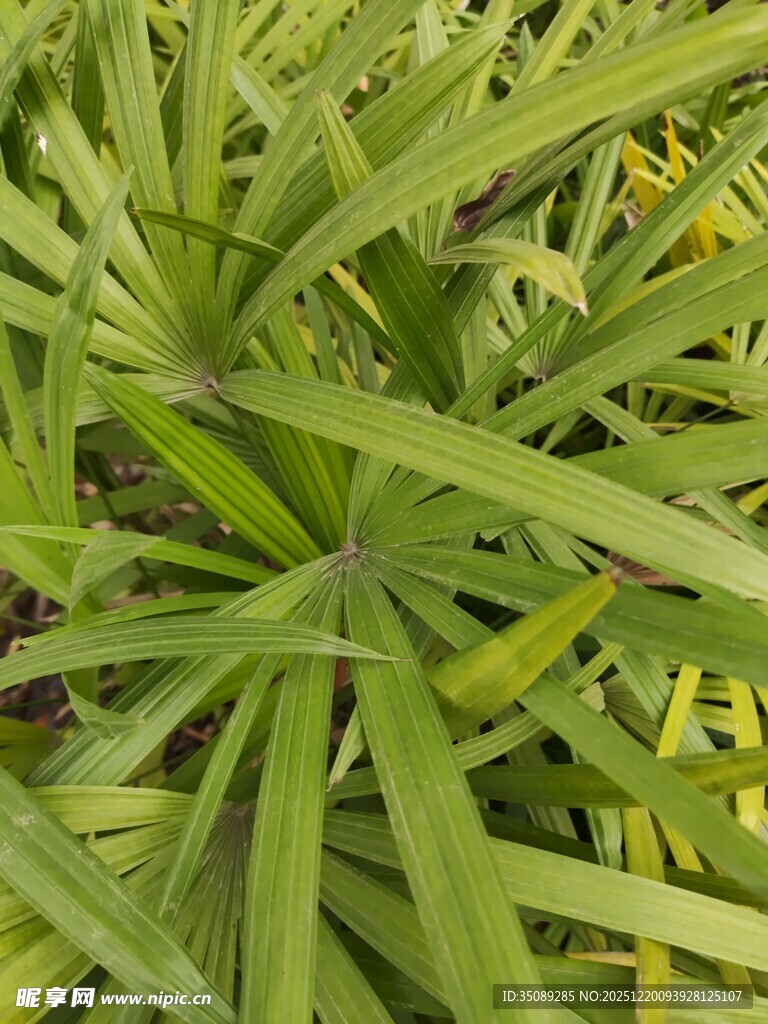 翠绿细长叶片植物特写
