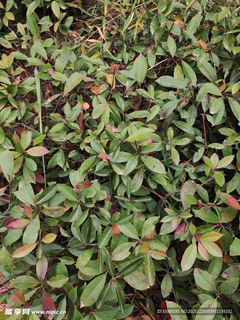 绿叶与红叶交织的植物景观