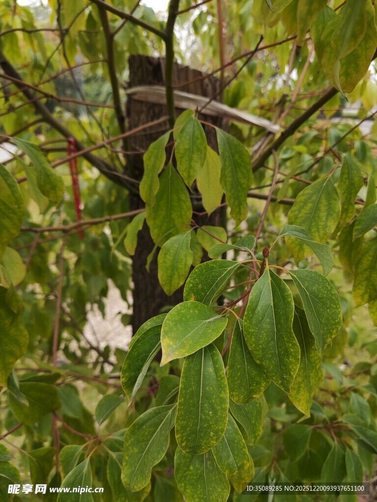 树上栖息的鸟儿