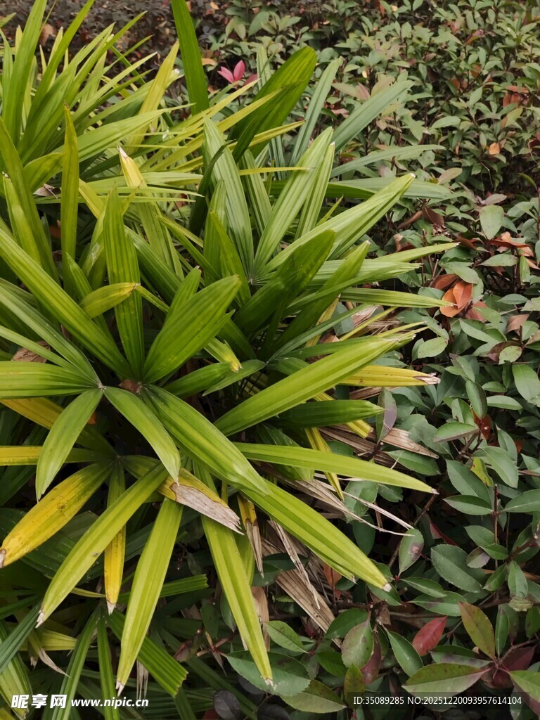 翠绿凤梨植物特写